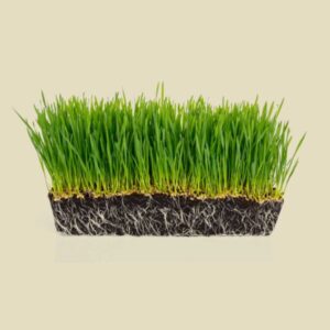 Wheatgrass
